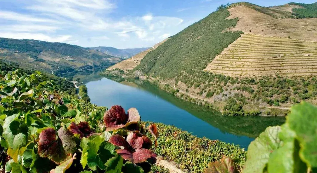 Terraced vineyards running along the Douro River valley in Portugal