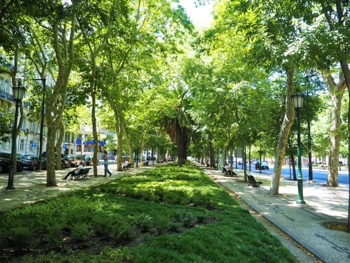 Tree-lined Avenida da Liberdade in Lisbon